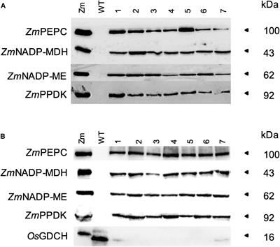 A Partial C4 Photosynthetic Biochemical Pathway in Rice